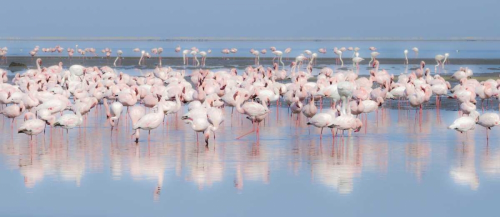 Namibia, Walvis Bay Group of greater flamingos